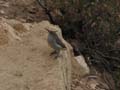 Grand Canyon - Canyon Wren